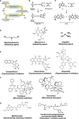 Studies of Glyoxalase 1-Linked Multidrug Resistance Reveal Glycolysis-Derived Reactive Metabolite, Methylglyoxal, Is a Common Contributor in Cancer Chemotherapy Targeting the Spliceosome